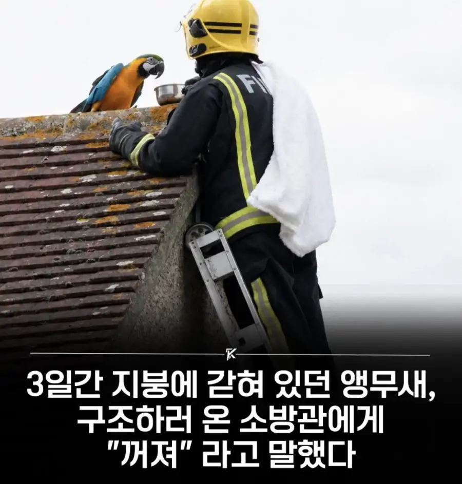 지붕 위 3일, 앵무새의 한마디.ㅋㅋㅋ