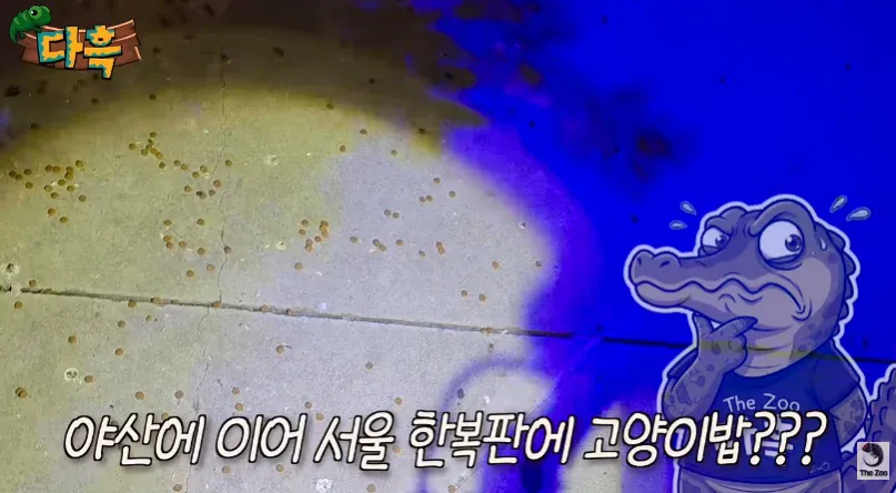 도시 벌레 증가 원인 중 하나 (약간 혐오감 주의)