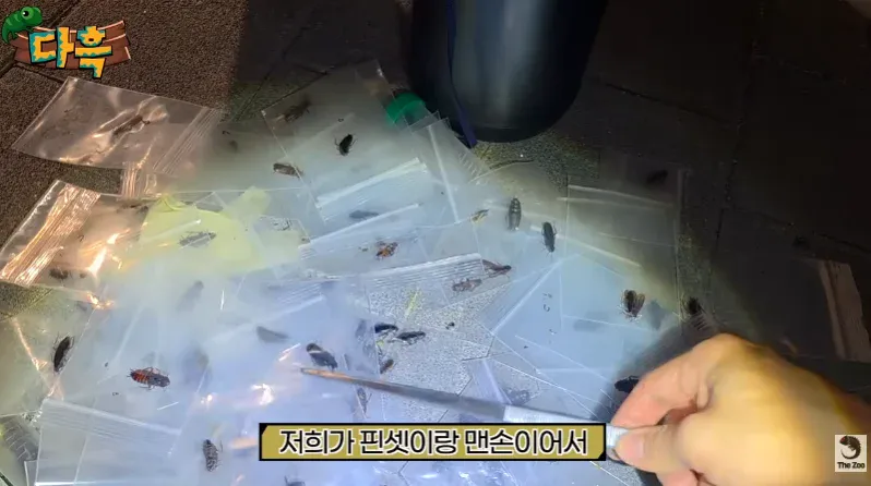 도시 벌레 증가 원인 중 하나 (약간 혐오감 주의)