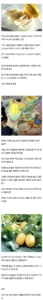 참외 수출 현황.jpg