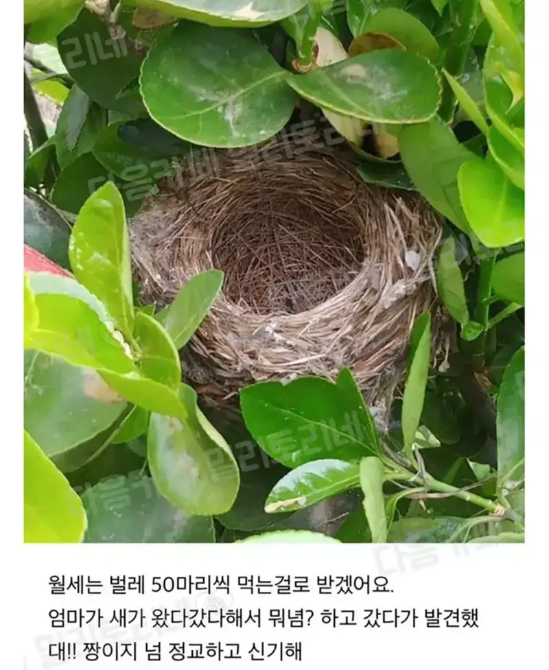 우리집 하숙생, 대박! 누가 들어왔나?