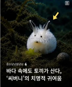 별주부에게 속았던 토끼의 최근 소식