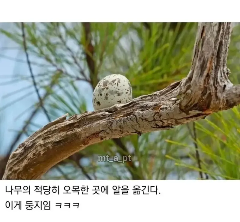 태어난 김에 사는 듯한 새