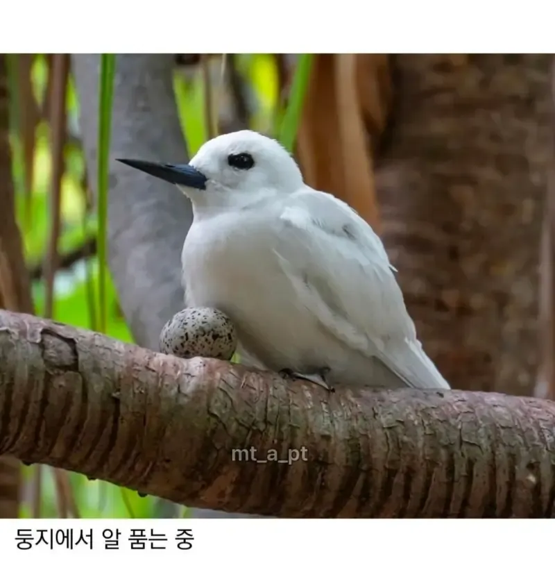 태어난 김에 사는 듯한 새