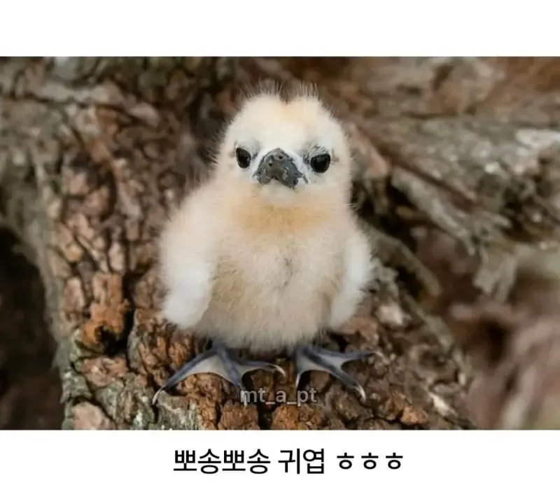 태어난 김에 사는 듯한 새