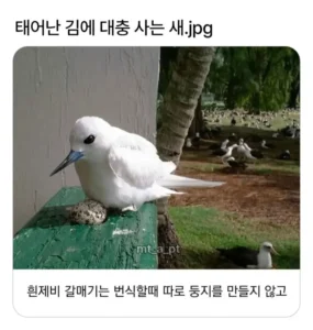 태어난 김에 사는 듯한 새