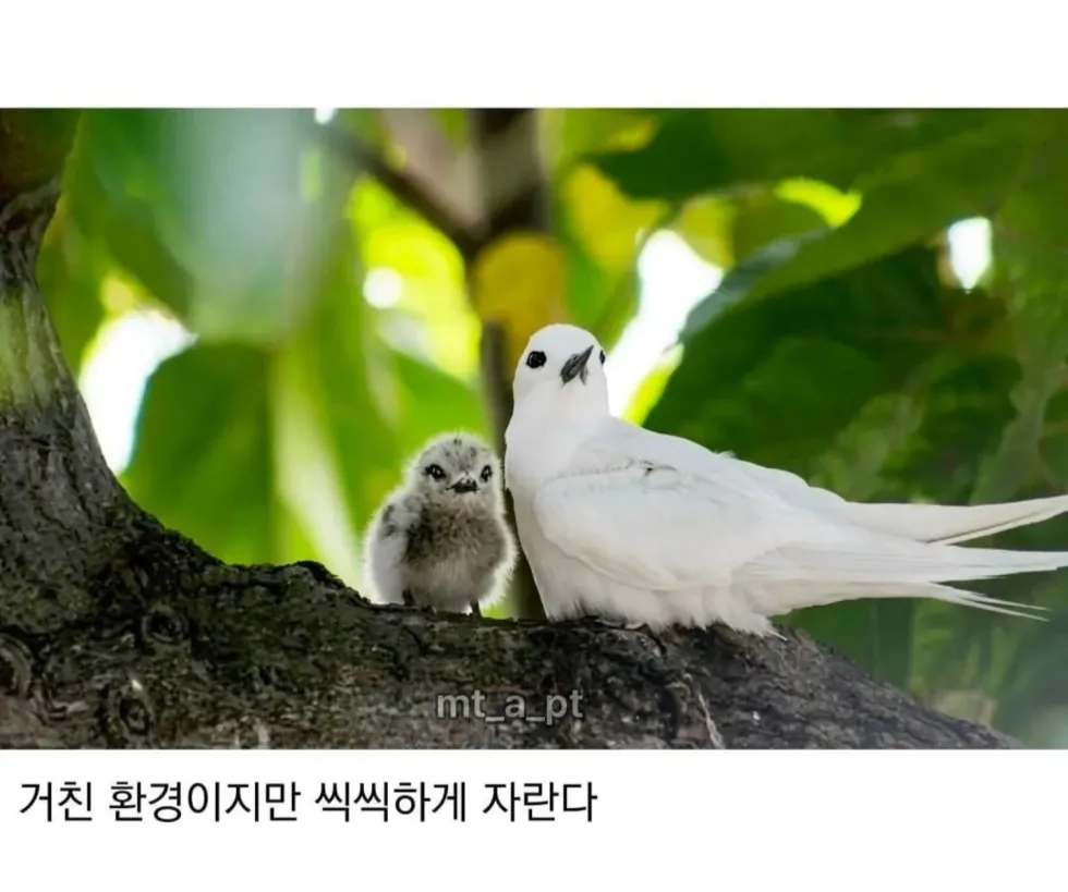 태어난 김에 사는 듯한 새