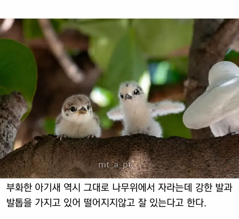 태어난 김에 사는 듯한 새