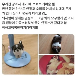 강아지가 반년동안 한 번도 안 짖은 이유