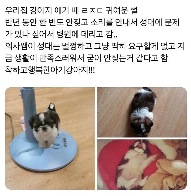 강아지가 반년동안 한 번도 안 짖은 이유