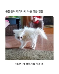 동물들의 첫 경험들