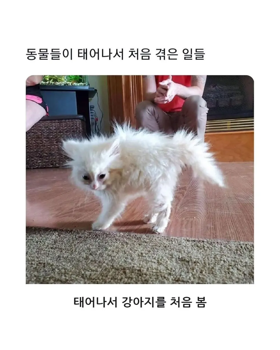 동물들의 첫 경험들