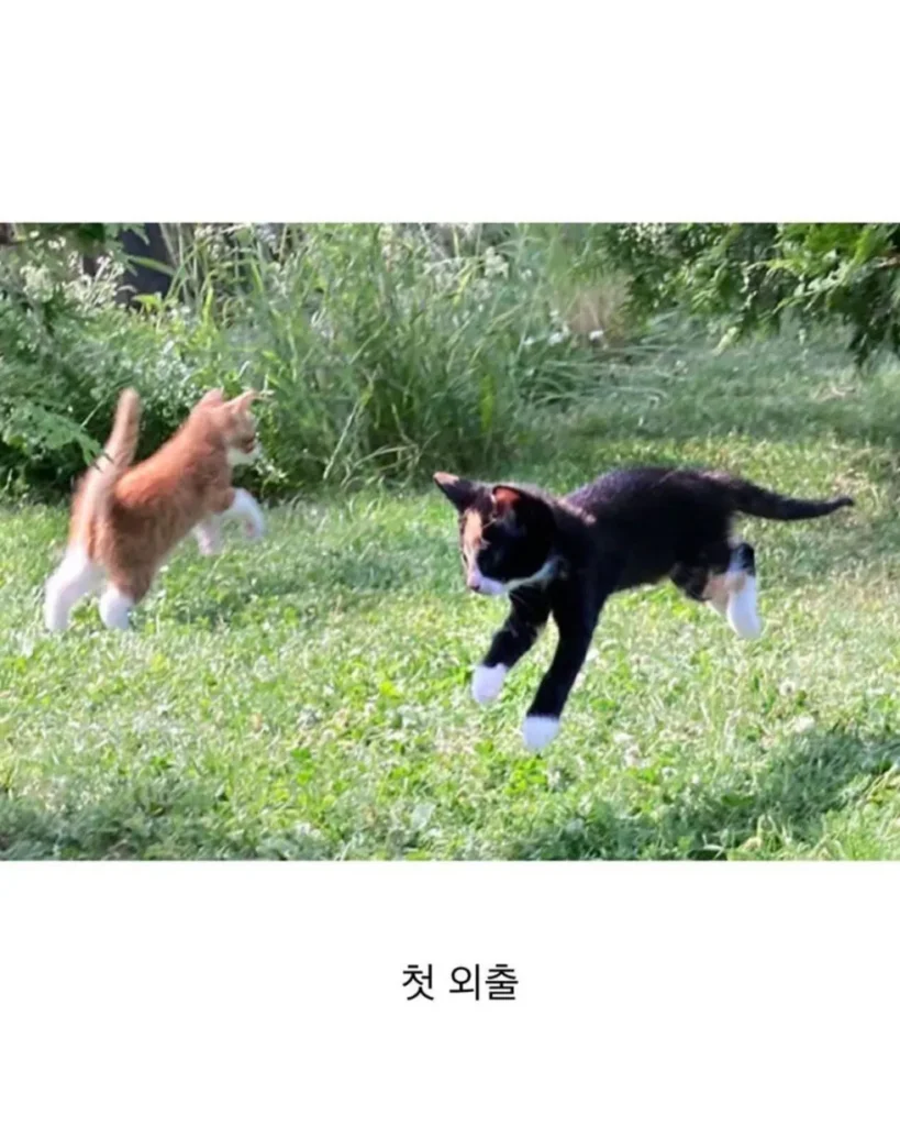 동물들의 첫 경험들
