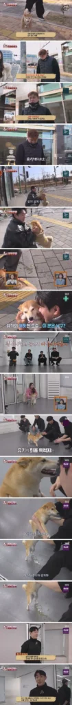 잘생긴 남자에게 달려들어 안기고 소변보는 강아지