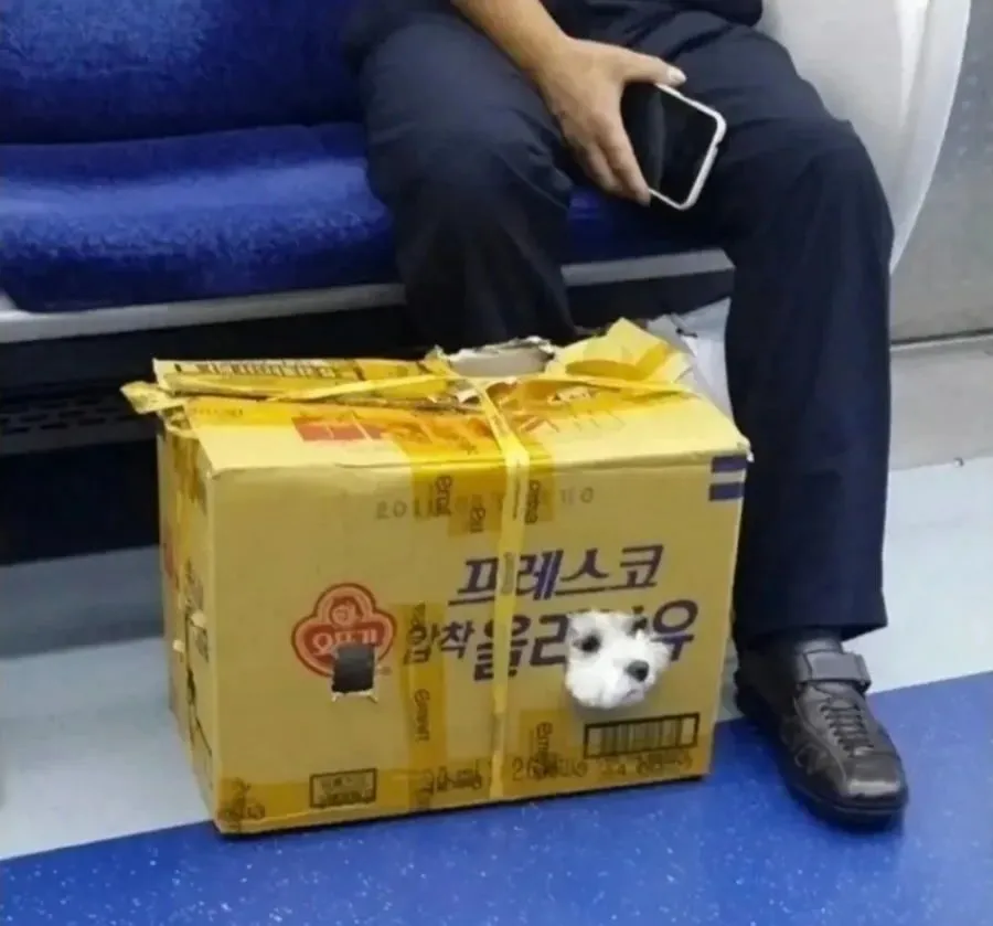애견 가방 없이 지하철 강아지 탑승, 아무도 제지하지 않음.jpg