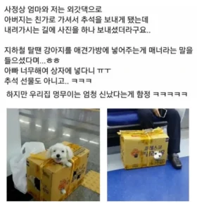 애견 가방 없이 지하철 강아지 탑승, 아무도 제지하지 않음.jpg