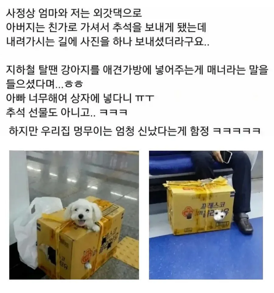 애견 가방 없이 지하철 강아지 탑승, 아무도 제지하지 않음.jpg
