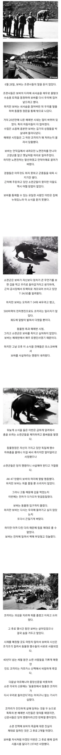 코끼리가 총으로 죽지 않나요? 소련 관련 이야기
