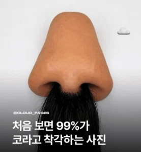 처음 보면 99%가 코라고 착각하기 쉬운 사진
