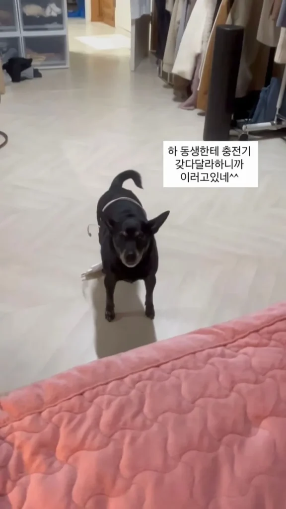 동생이 충전기 갖다달라니까 강아지 시킨 썰