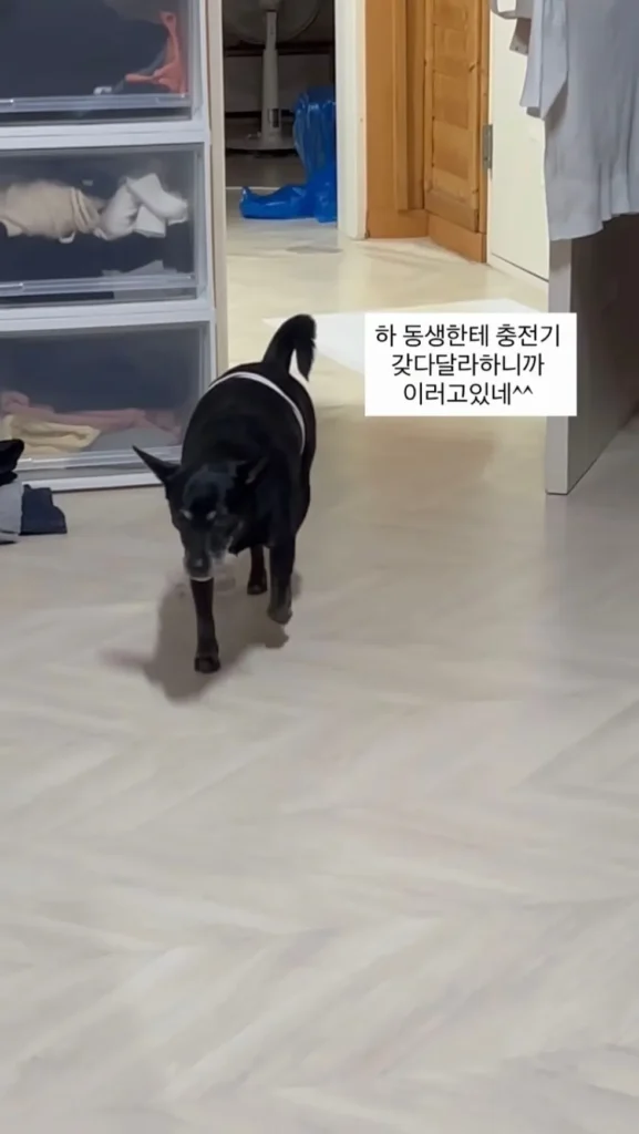 동생이 충전기 갖다달라니까 강아지 시킨 썰