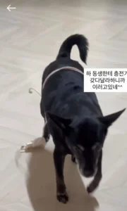 동생이 충전기 갖다달라니까 강아지 시킨 썰