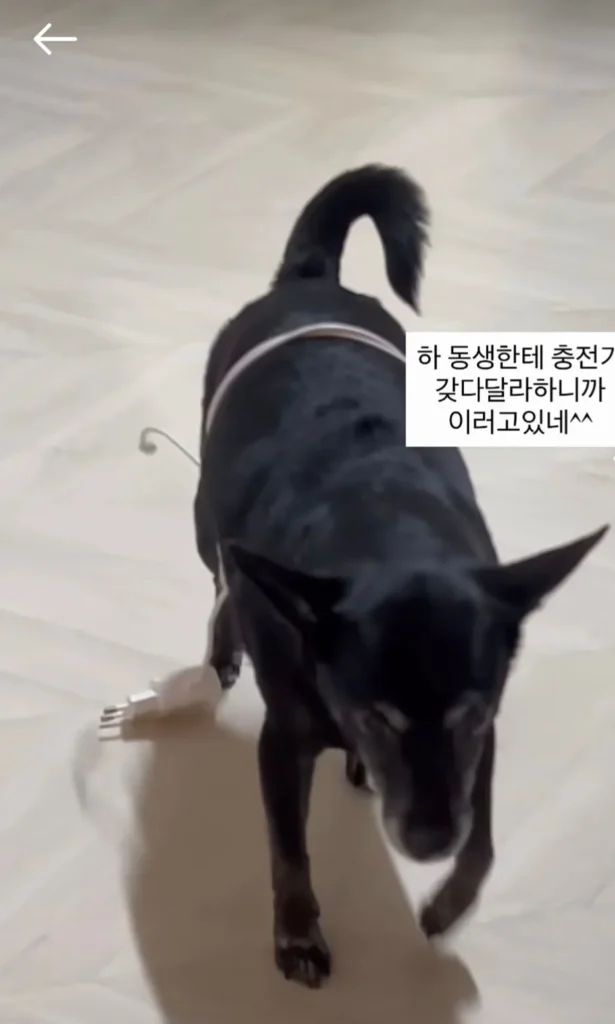 동생이 충전기 갖다달라니까 강아지 시킨 썰
