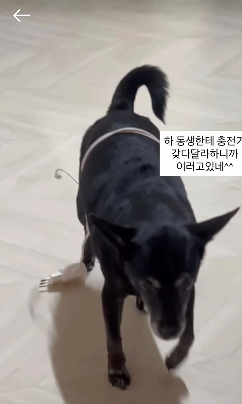 동생이 충전기 갖다달라니까 강아지 시킨 썰