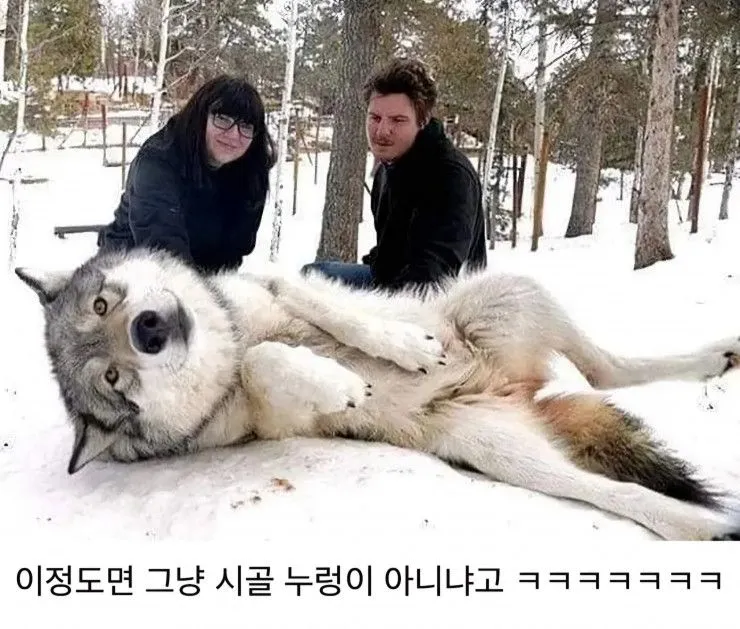 댕댕이 늑대