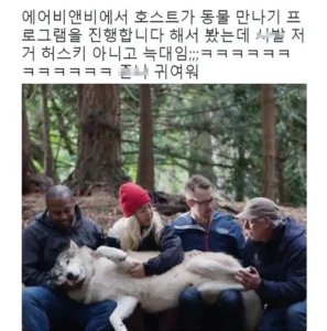 댕댕이 늑대