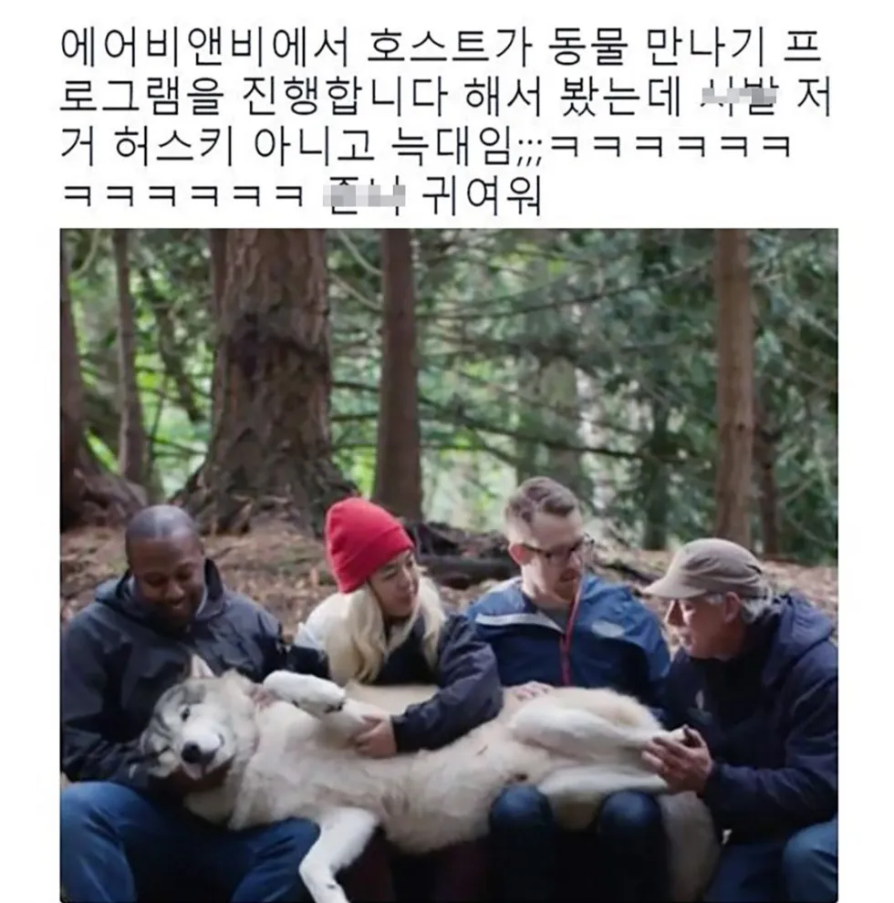 댕댕이 늑대