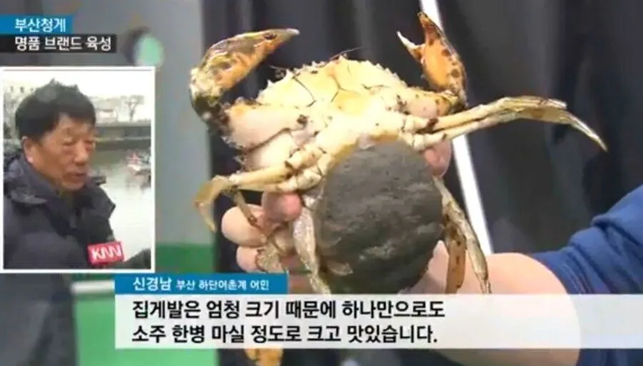 부산, 불법 유입 외래종으로 골머리 앓는 소식