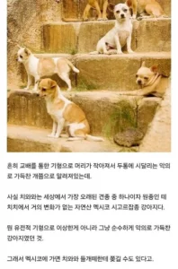 치와와의 엄청난 진실.