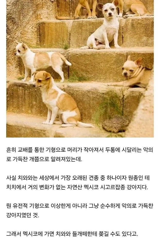 치와와의 엄청난 진실.