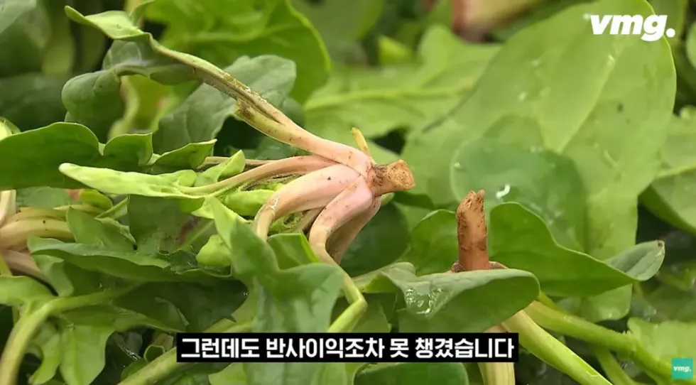 하나로마트, 적자 매장 비율 57% 심각한 수준