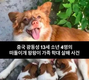 [주의] 중국에서 큰 이슈가 된 동물 학대 사건.