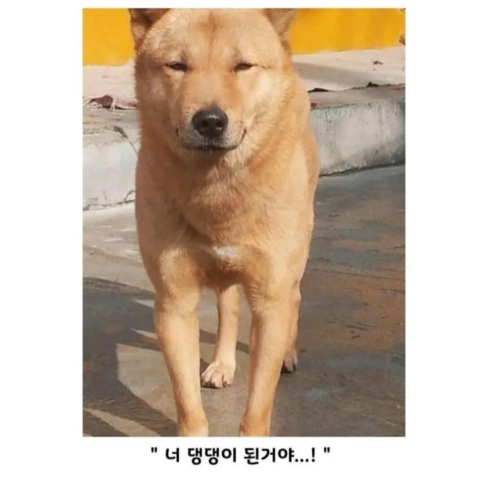연예인과 닮은 강아지 사진 모음
