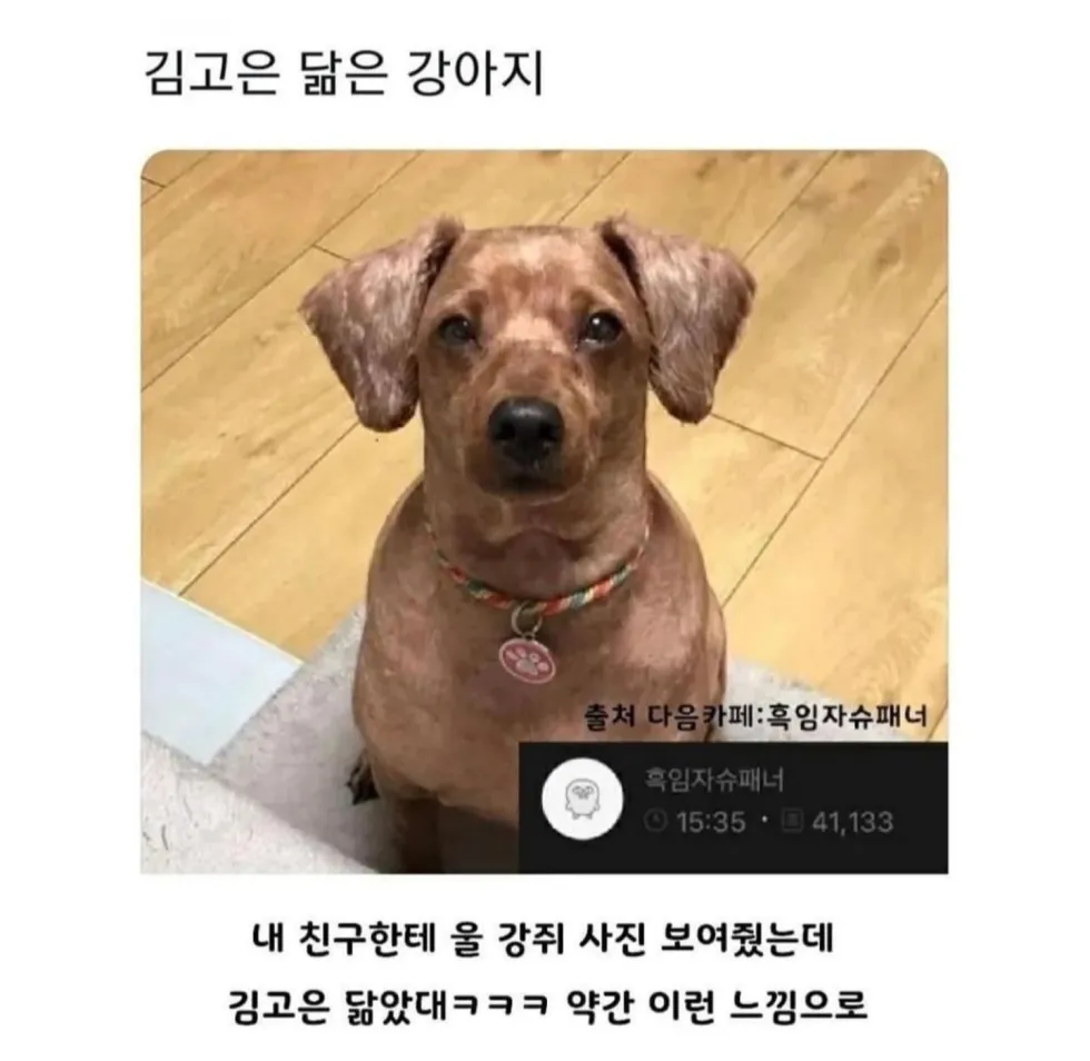연예인과 닮은 강아지 사진 모음