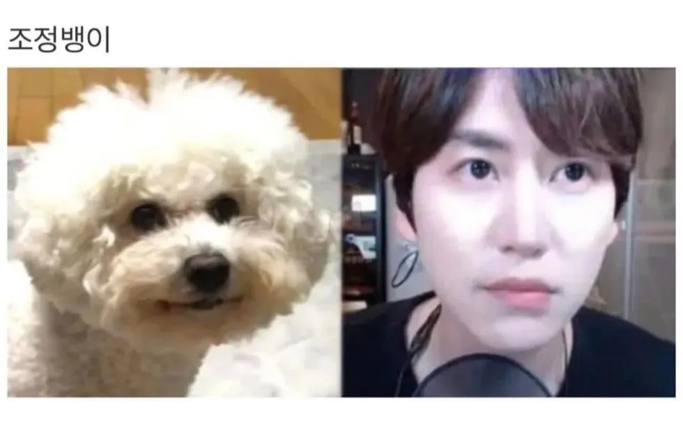 연예인과 닮은 강아지 사진 모음