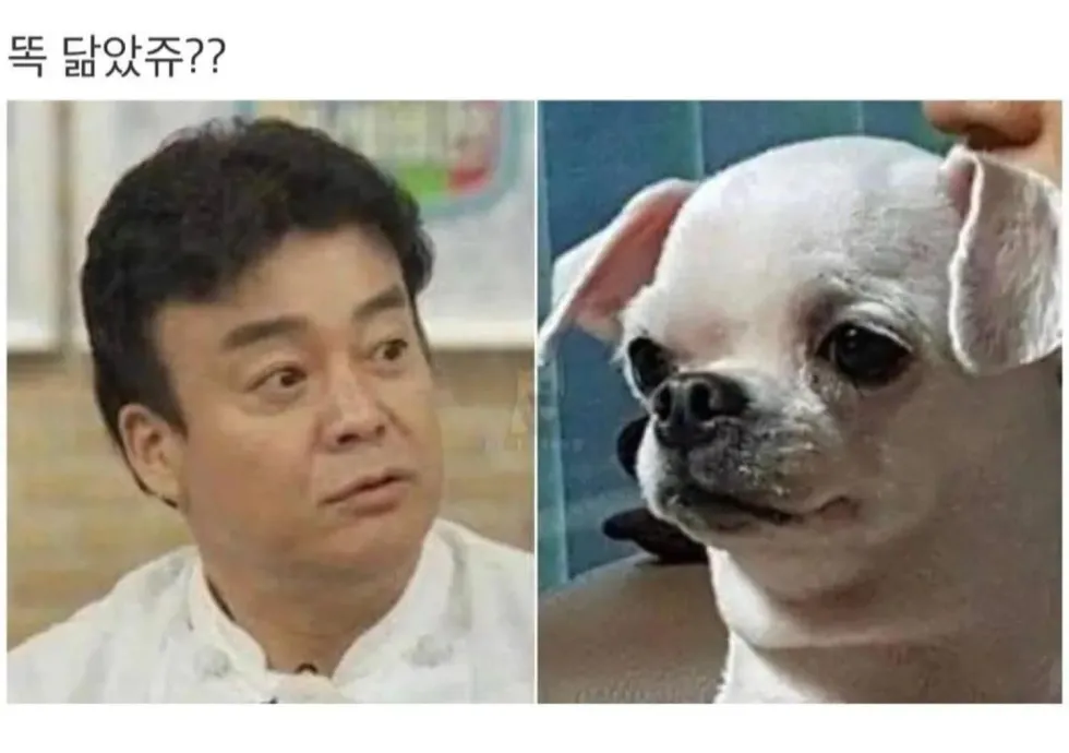 연예인과 닮은 강아지 사진 모음
