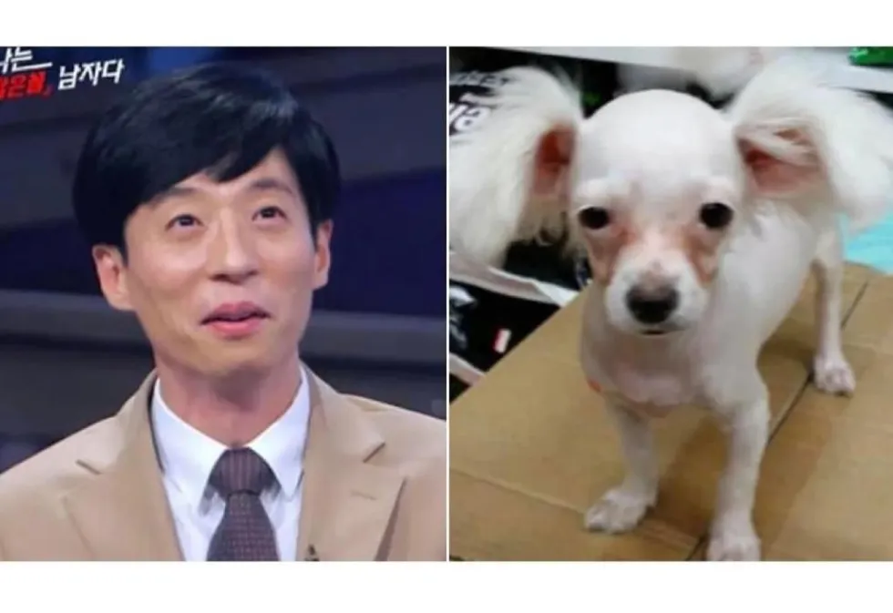 연예인과 닮은 강아지 사진 모음