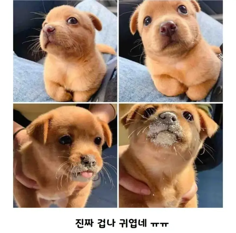 공사장에서 구조된 애기 인절미