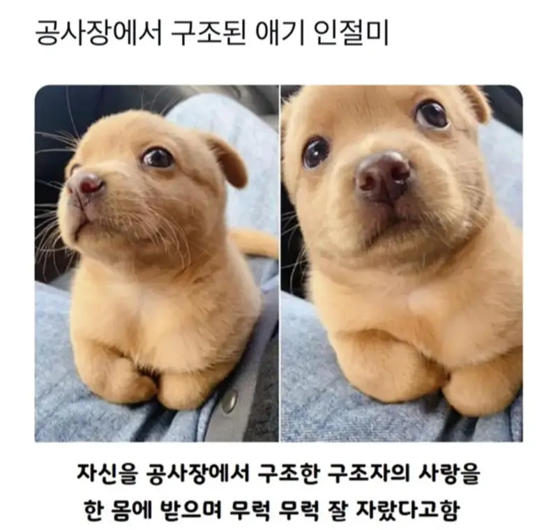 공사장에서 구조된 애기 인절미