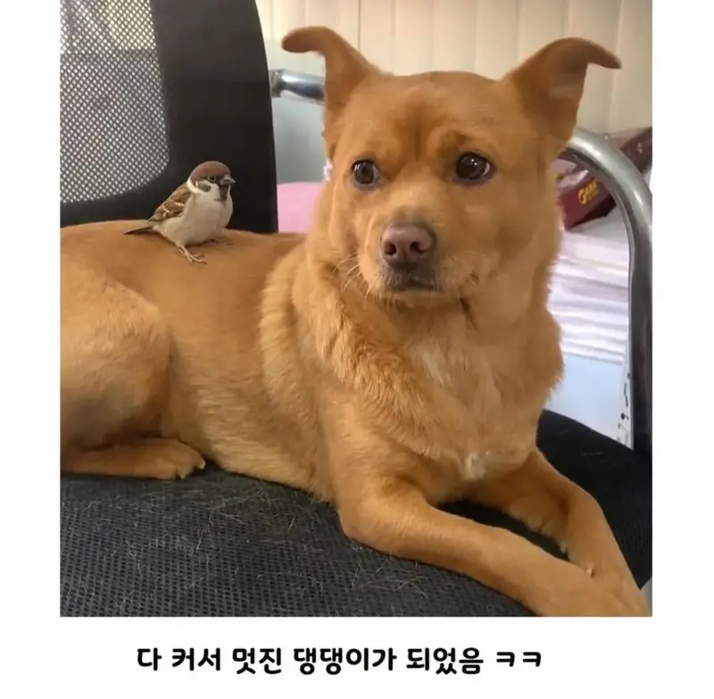 공사장에서 구조된 애기 인절미