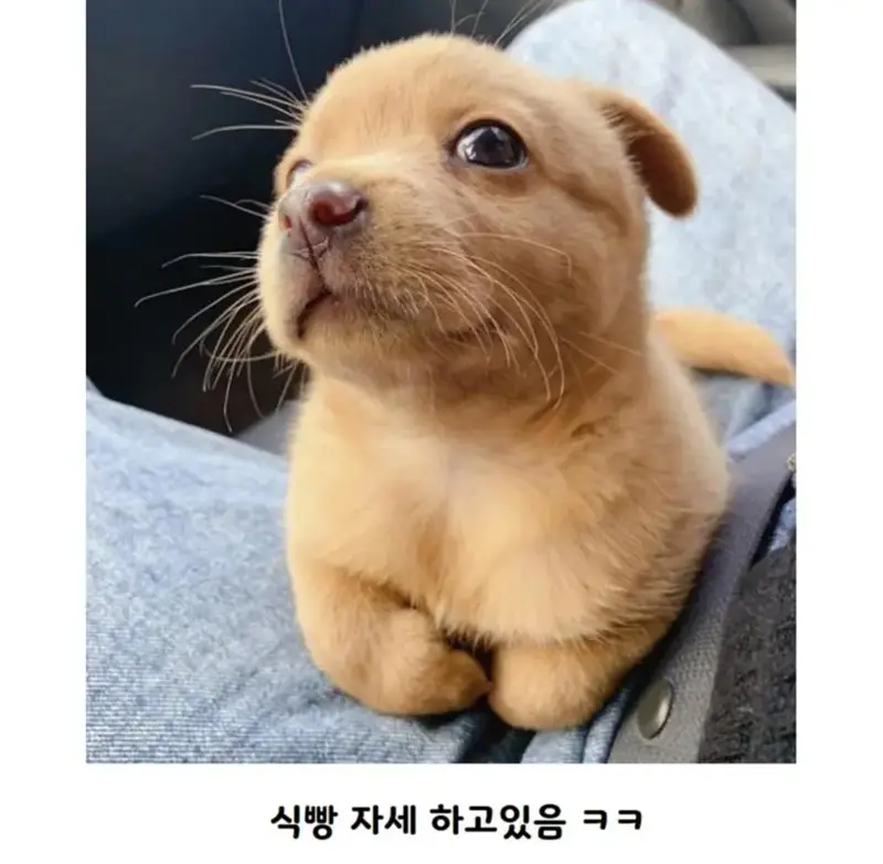 공사장에서 구조된 애기 인절미
