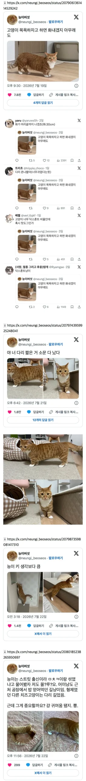 닥스훈트 고양이, 짧은 다리 소문 파다