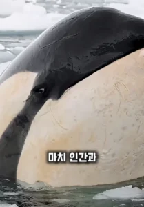 범고래는 두렵다