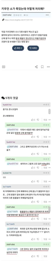 키우던 소가 죽었을 때, 처리 방법은?