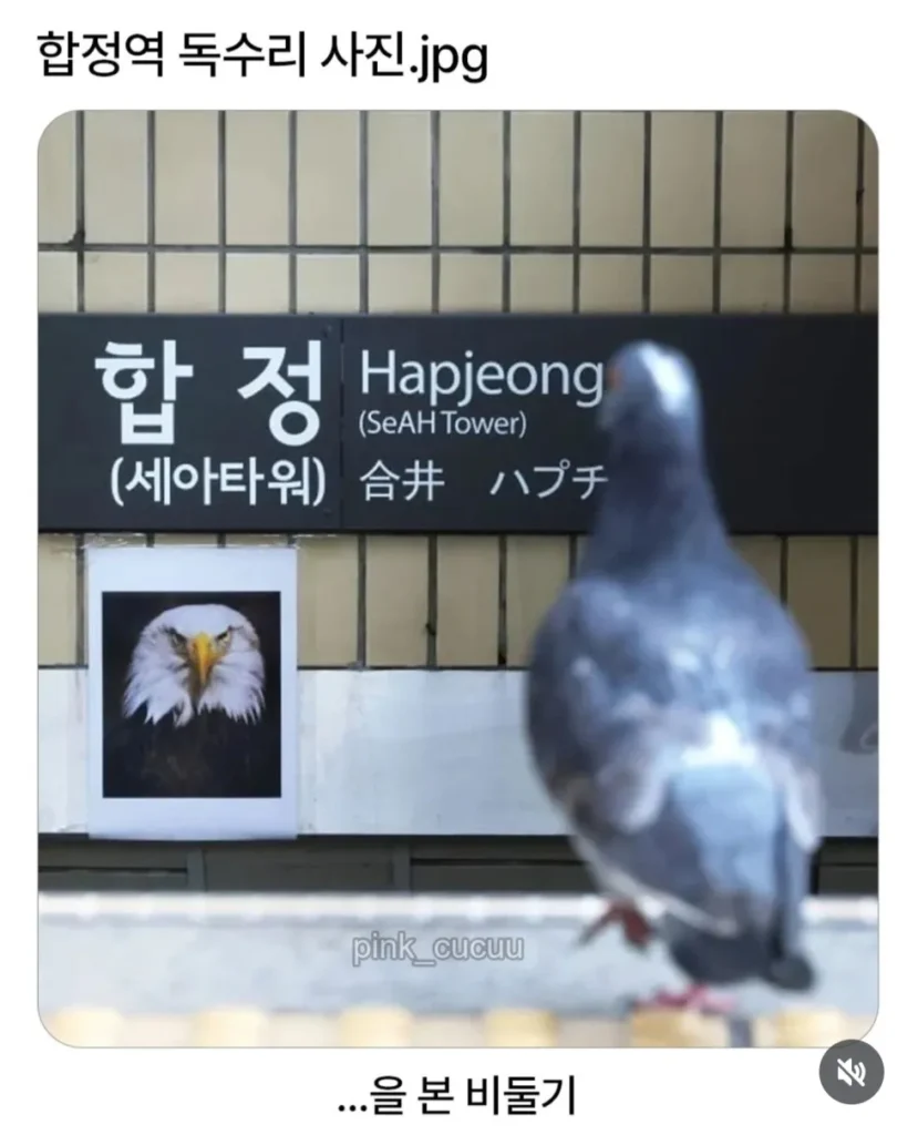 합정역 근처 독수리 사진