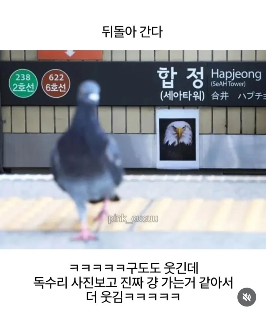 합정역 근처 독수리 사진